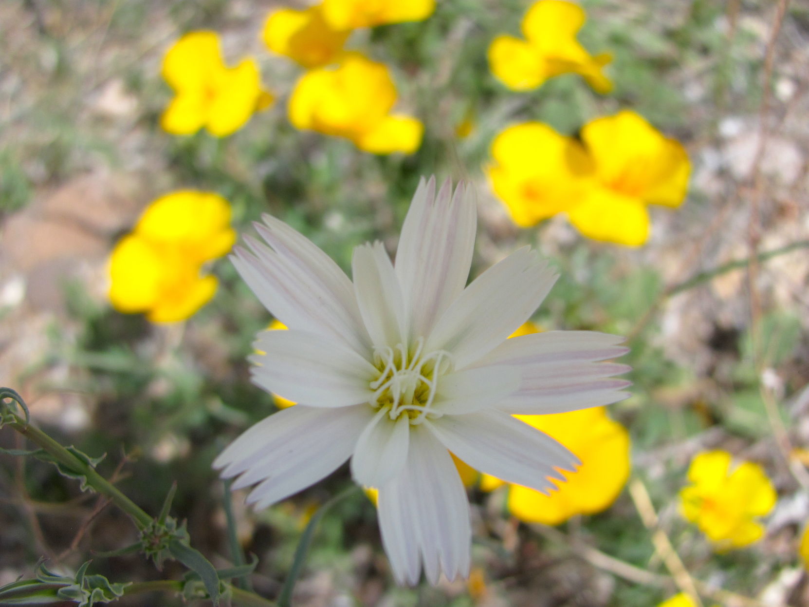 Desert chicory and poppies